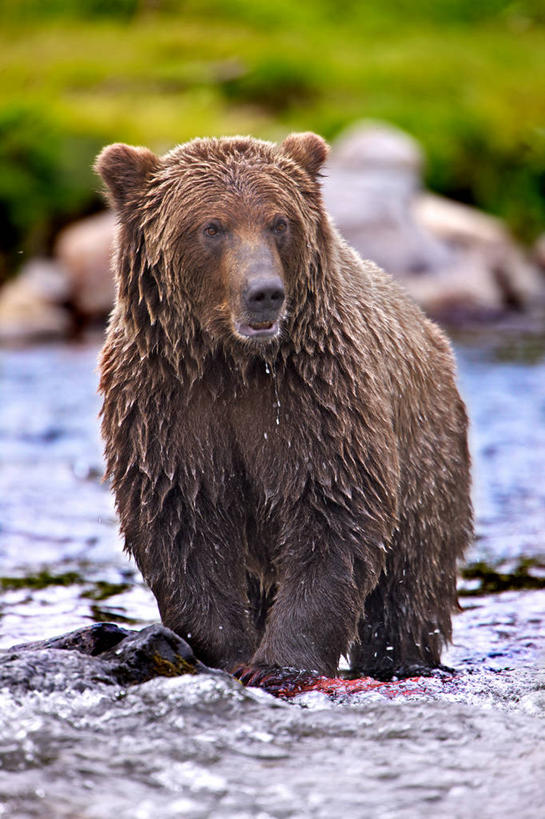 无人,站,竖图,室外,白天,正面,河流,野生动物,熊,美国,湿,捕食,摄影,棕熊,彩图