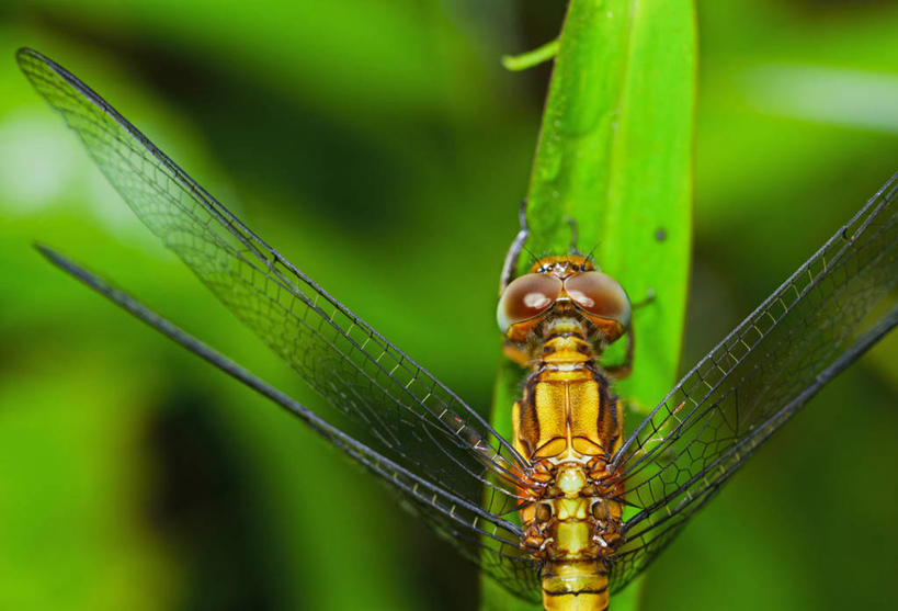 无人,横图,室外,特写,白天,野生动物,叶子,新加坡,蜻蜓,昆虫,动物,摄影,益虫,彩图