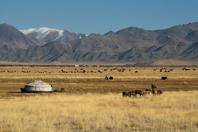 无人,横图,室外,山,山脉,马,牛,野生动物,蒙古,一群,许多,地形,很多,草,风景,自然,摄影,宁静,蒙古包,万里无云,巴彦乌列盖,彩图