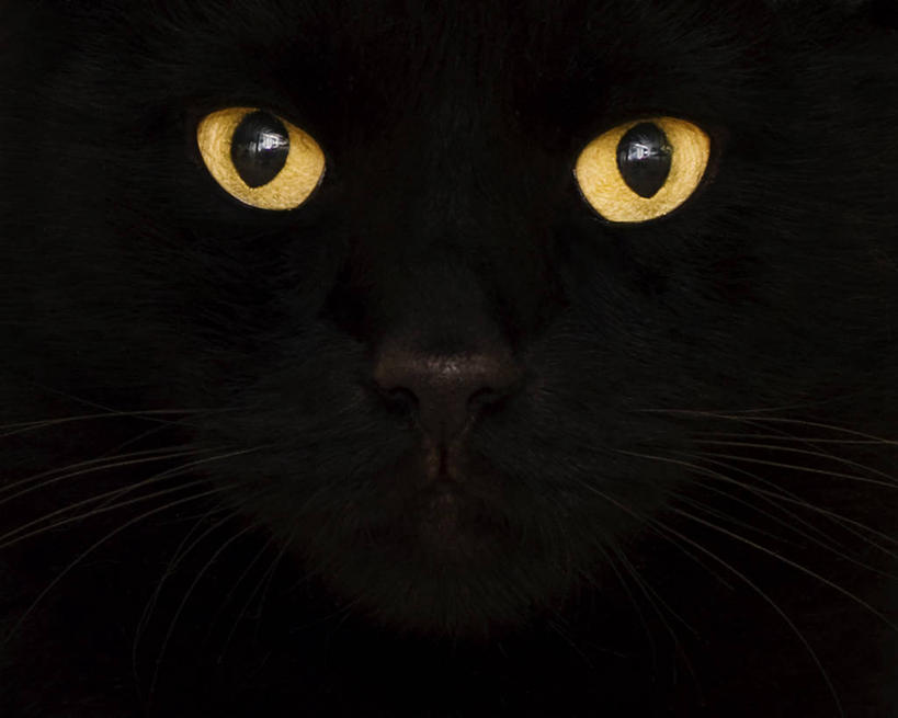 无人,横图,特写,正面,猫,美国,黑色背景,黑色,动物,家畜,凝视,摄影,部分,肖像,机敏,新泽西,彩图,影棚拍摄