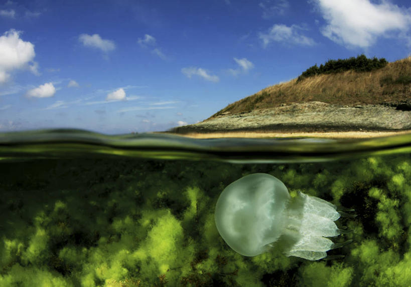 游泳,无人,横图,白天,水下,海洋,保加利亚,珊瑚,云,天空,自然,摄影,黑海,水母,彩图