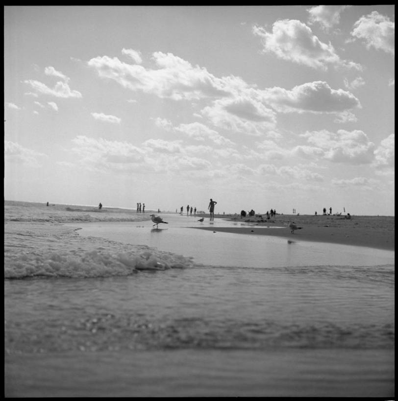 竖图,黑白,室外,白天,度假,海洋,水,野生动物,美国,三只,鸟类,云,天空,自然,波浪,乐趣,摄影,享乐,长岛,纽约州,海滩,火岛国家海岸