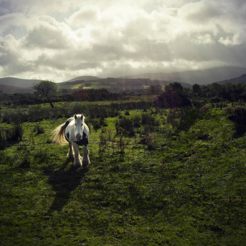 无人,方图,室外,白天,山,山脉,马,野生动物,日光,爱尔兰,地形,云,草,树,天空,自然,动物,摄影,威克洛郡,彩图