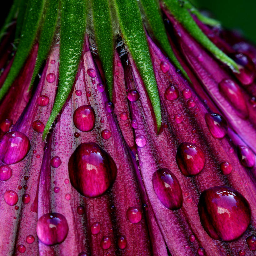 无人,方图,室外,特写,白天,德国,水滴,花,花瓣,紫色,雨滴,摄影,脆弱,清新,纯净,法兰克福,萼片,彩图