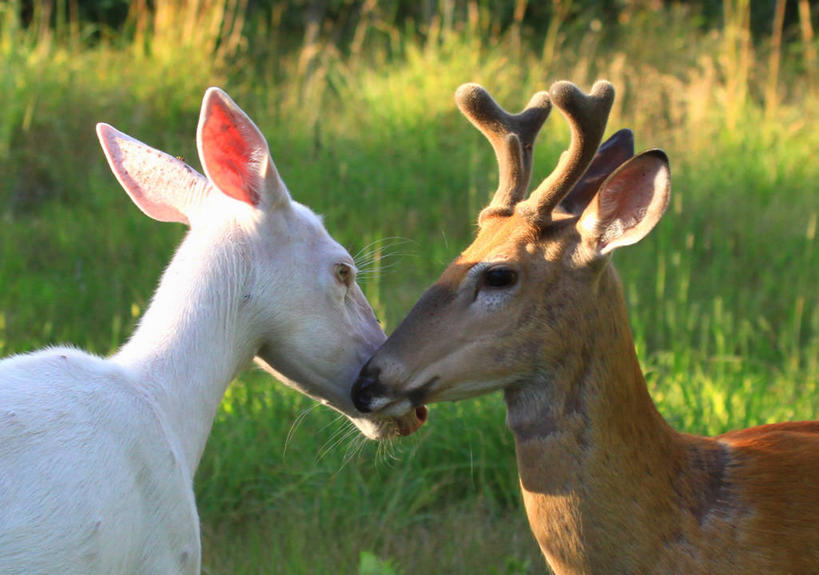 无人,病人,横图,室外,白天,草地,鹿,野生动物,日光,美国,草,动物,两只,摄影,疾病,白尾鹿,雄鹿,病患,小鹿,皮肤病,威斯康星,白化病,患者,就医者,彩图