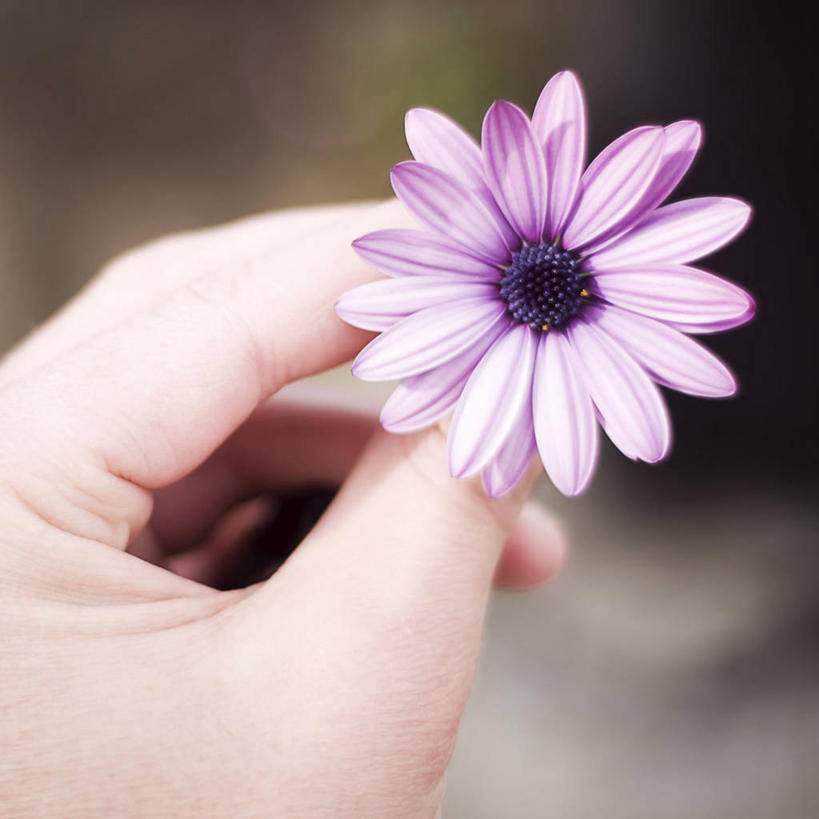 手,一个人,方图,室外,特写,白天,西班牙,盛开,花蕾,拿着,花,花瓣,花朵,鲜花,一朵,紫色,花苞,花蕊,人体,摄影,部分,脆弱,雄蕊,清新,阿斯图里亚斯,奥维耶多,彩图