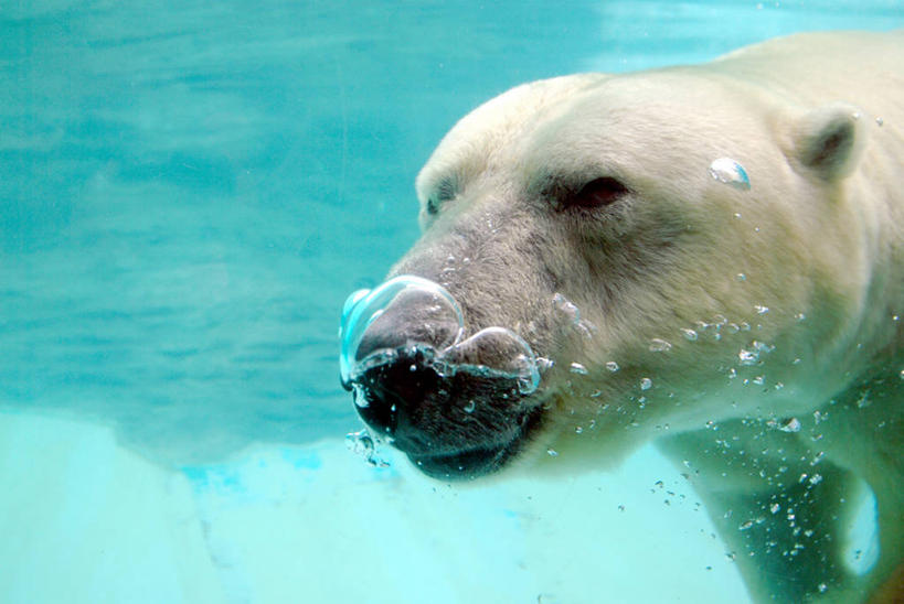 游泳,无人,横图,特写,水下,北极熊,哺乳动物,野生动物,熊,韩国,动物,泡泡,摄影,彩图