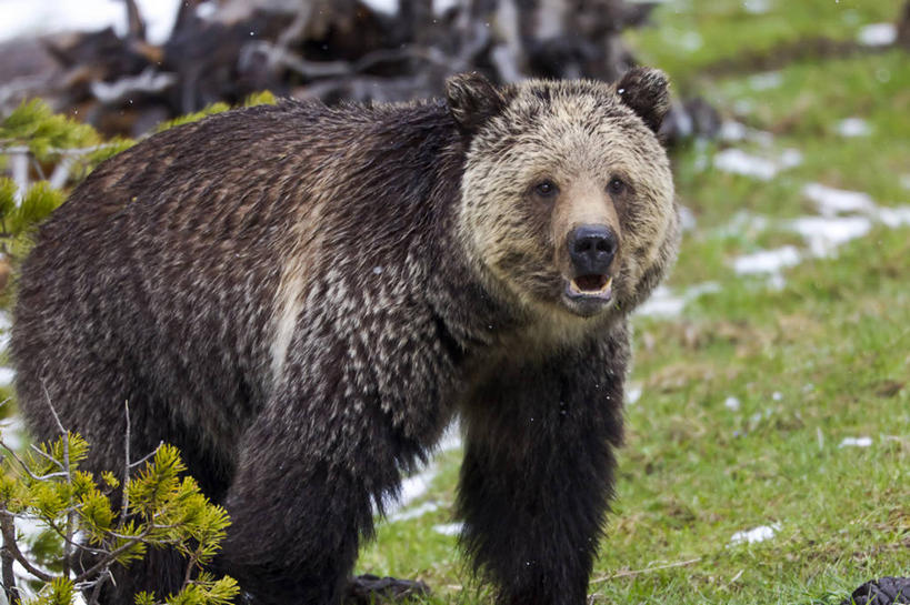 无人,横图,室外,特写,白天,野生动物,美国,草,摄影,北美,北美洲,肖像,美洲,怀俄明,黄石公园,北亚美利加洲,亚美利加洲,棕熊,彩图,美利坚合众国