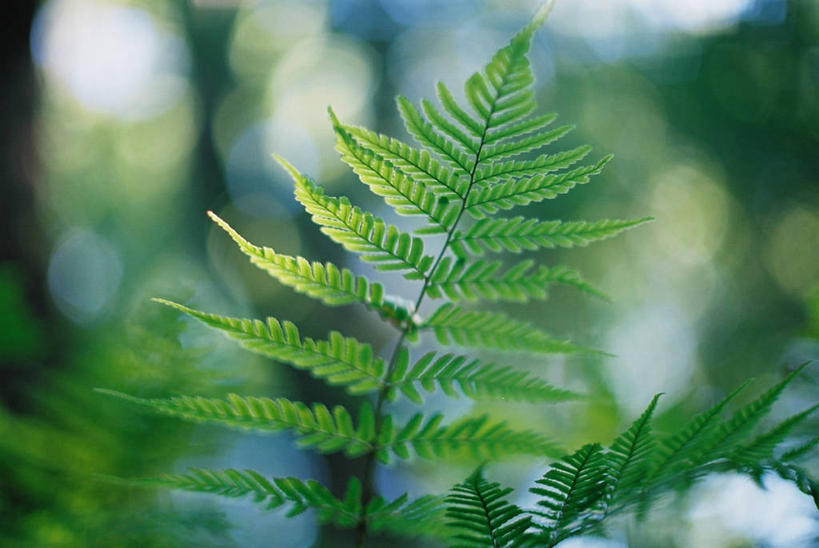 无人,横图,室外,特写,白天,叶子,日本,自然,摄影,生长,蕨类,清新,改变,彩图