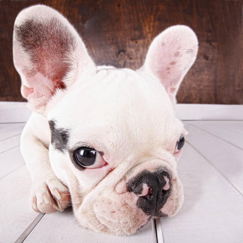 无人,躺,方图,室内,特写,建材,地板,建筑,宠物,狗,西班牙,小的,材料,木板,木材,小狗,地面,木地板,木柴,动物,家畜,摄影,建造,木料,硬木,卡斯特利翁省,彩图,法国斗牛犬