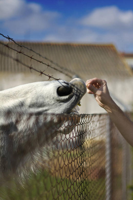 手,一个人,竖图,室外,白天,马,西班牙,栅栏,云,家畜,人体,摄影,保护,部分,关爱,喂养,彩图,帕伦西亚省,带刺铁丝网