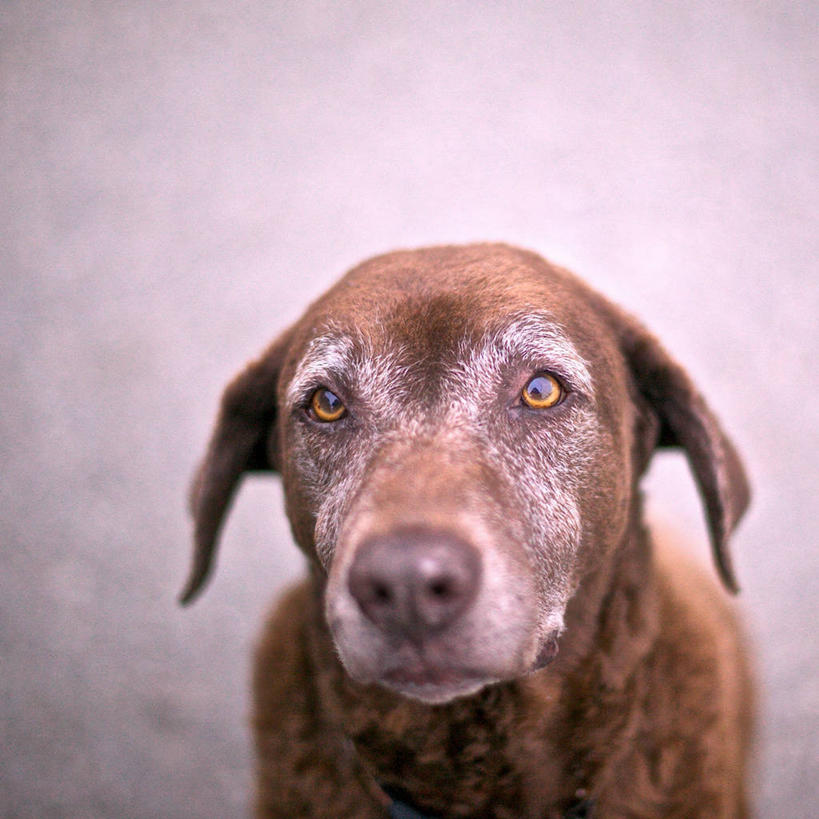 无人,方图,室外,特写,白天,宠物,狗,美国,家畜,摄影,加利福尼亚,肖像,寻回犬,彩图,好奇心