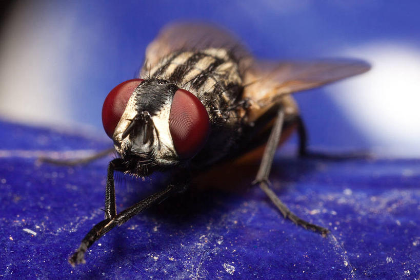 无人,横图,室内,微距,野生动物,西班牙,昆虫,动物,摄影,烟灰缸,益虫,伊比沙岛,彩图