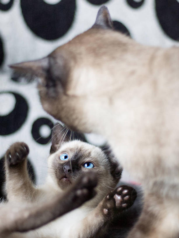 无人,竖图,室内,宠物,猫,西班牙,暹罗猫,动物,两只,家畜,摄影,比斯开省,彩图