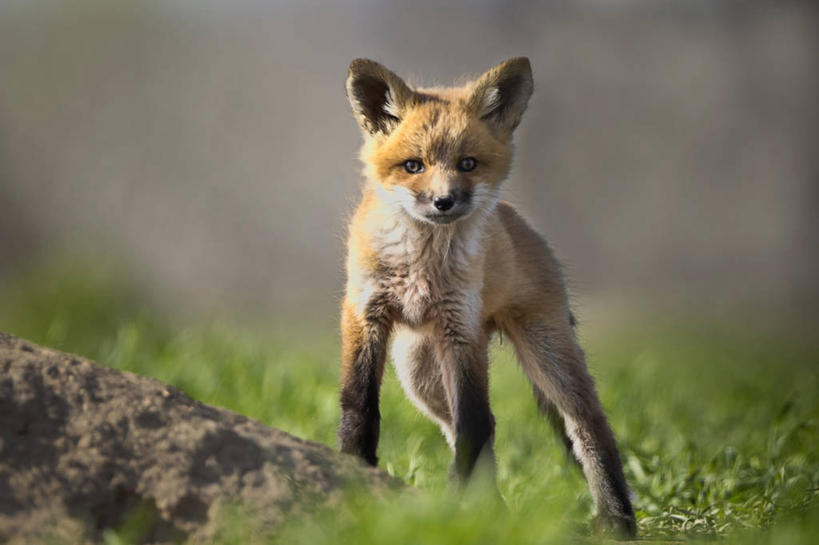 无人,横图,室外,白天,纯洁,狐狸,野生动物,美国,小的,草,可爱,童年,童趣,摄影,肖像,童真,烂漫,无邪,机敏,犹他,天真,岩石,红狐,彩图