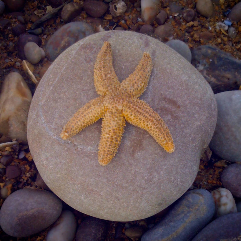 无人,方图,室外,特写,白天,海星,英国,圆形,鱼类,星形,摄影,彩图