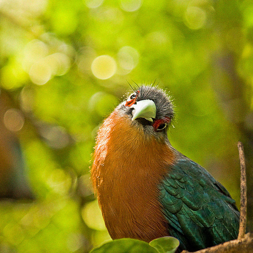 无人,方图,室外,特写,白天,纯洁,野生动物,叶子,美国,鸟类,枝,树,动物,可爱,童年,童趣,摄影,栖息,肖像,童真,烂漫,无邪,机敏,蓝鸦,天真,彩图,态度
