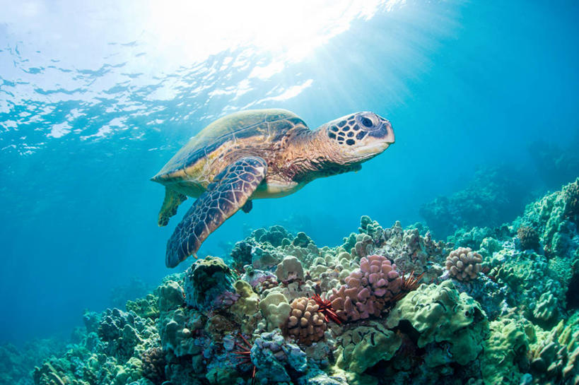 游泳,无人,横图,仰视,水下,海洋,美国,珊瑚,自然,摄影,绿蠵龟,夏威夷群岛,太平洋岛屿,海龟,彩图,低角度拍摄,毛伊岛