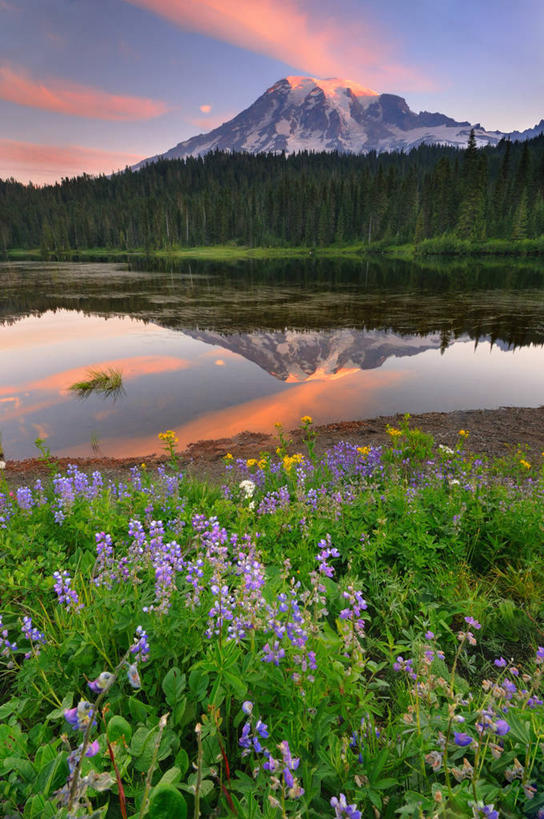 无人,公园,竖图,室外,特写,日出,湖,美景,山,华盛顿,美国,反射,景观,云,草,花,树,风景,天空,自然,景色,摄影,宁静,北美,北美洲,国家公园,自然风光,美洲,华盛顿州,白羽扇豆,雷尼尔山国家公园,瑞尼尔山国家公园,常绿之州,常青州,北亚美利加洲,亚美利加洲,彩图,皮尔斯县