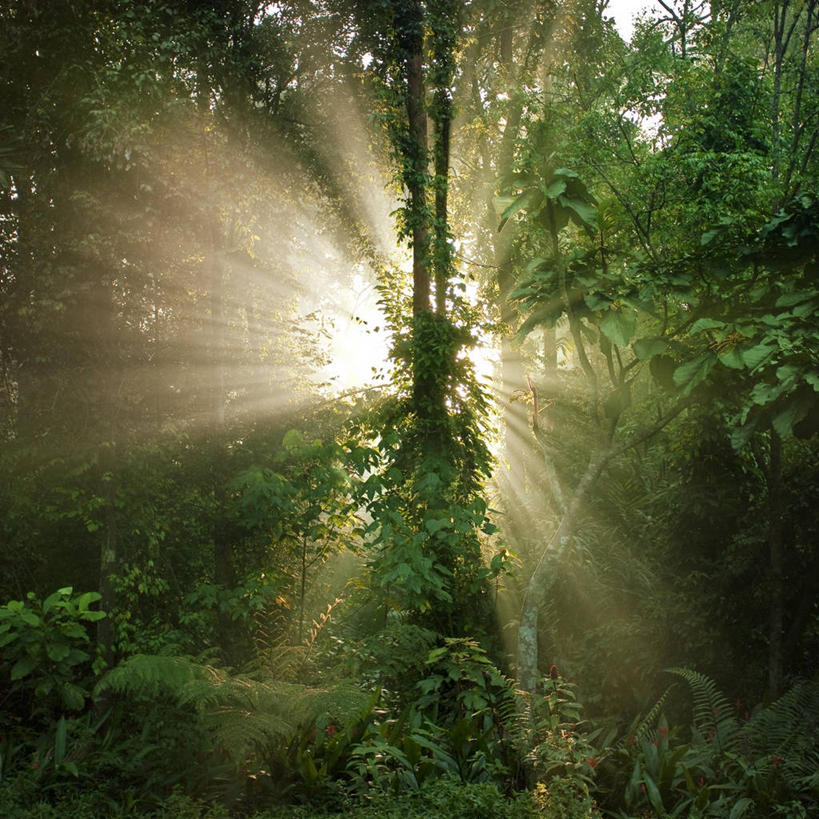 无人,方图,室外,白天,美景,植物,马来西亚,景观,树,绿色,自然,景色,摄影,宁静,热带气候,自然风光,热带雨林,雪兰莪州,彩图,雨林