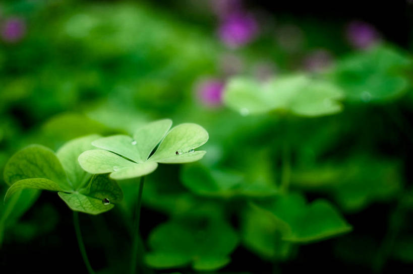 无人,横图,室外,特写,白天,法国,田地,茎,三叶草,花,绿色,自然,摄影,脆弱,普罗旺斯,清新,彩图