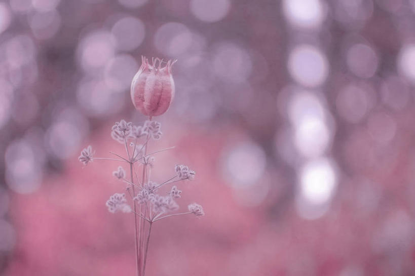 无人,横图,室外,特写,白天,法国,盛开,调味,香料,佐料,茎,花蕾,花,花瓣,花朵,鲜花,一朵,花苞,花蕊,摄影,葛缕子,配料,脆弱,清新,作料,彩图