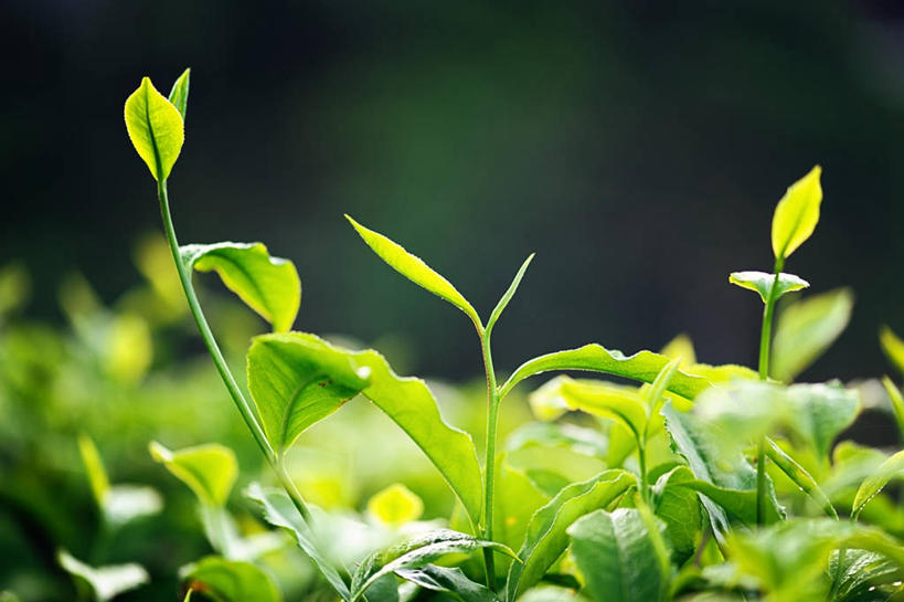 无人,横图,室外,特写,白天,农业,叶子,马来西亚,亚洲,田地,茶叶,摄影,东南亚,生长,清新,种植园,马来西亚联邦,彭亨州,开端,彭亨,金马仑高原,彩图