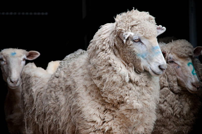 无人,站,横图,澳大利亚,三只,黑色背景,家畜,摄影,牲畜,羊毛,悉尼,新南威尔士,绵羊,彩图,影棚拍摄