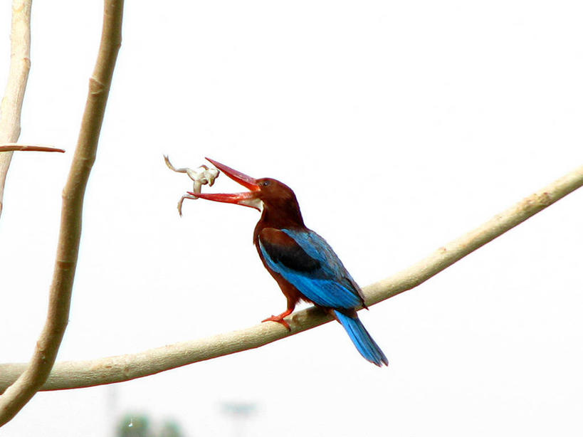 无人,横图,室外,白天,翠鸟,野生动物,印度,鸟类,捕食,枝,动物,两只,摄影,叼着,拉贾斯坦邦,斋普尔,喂养,彩图