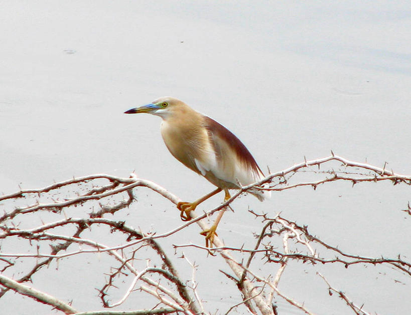 无人,横图,室外,白天,野生动物,印度,苍鹭,鸟类,枝,摄影,栖息,拉贾斯坦邦,斋普尔,彩图