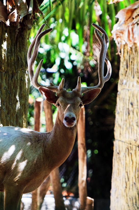 无人,竖图,室外,白天,鹿,野生动物,泰国,摄影,雄鹿,肖像,鹿角,彩图,雨林,好奇心