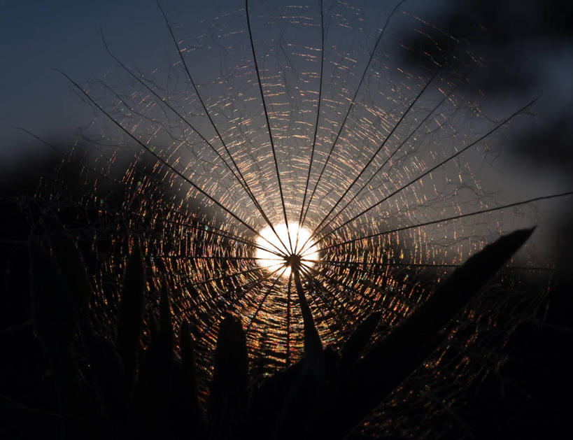 无人,横图,室外,爱情,太阳,蒲公英,加拿大,种子,花,自然,黄昏,摄影,生长,照亮,脆弱,剪影,逆光,开朗,魁北克,蒙特利尔,蒲公草,尿床草,黄花地丁,彩图