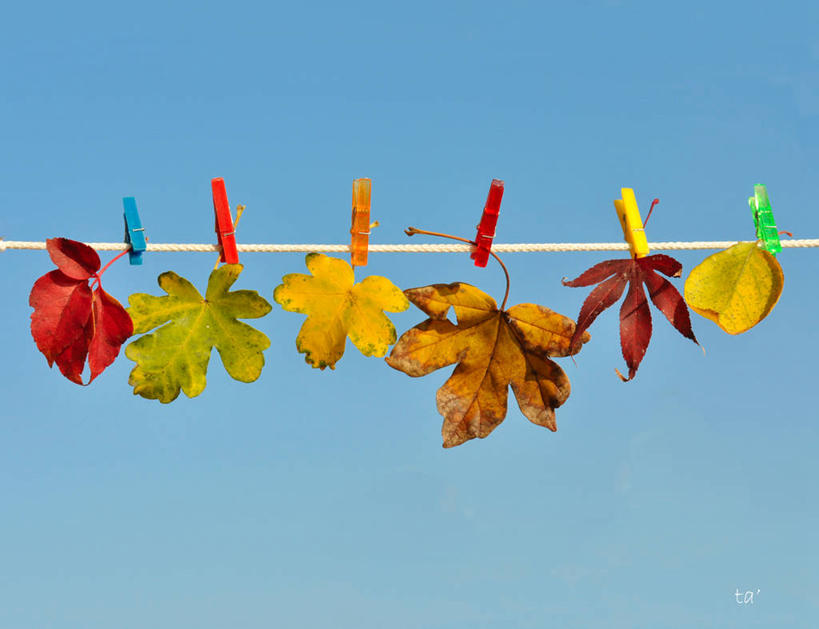 无人,横图,室外,白天,叶子,意大利,绳子,摄影,多样,脆弱,改变,干的,衣夹,万里无云,想法,秋天,彩图