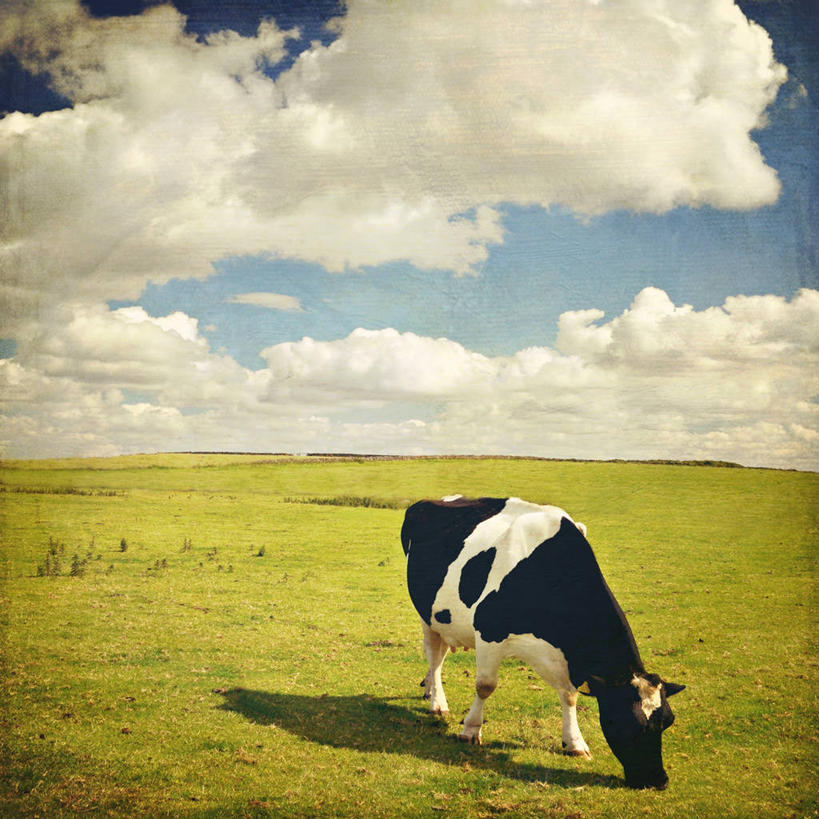 无人,方图,室外,白天,英国,阴影,地平线,地形,田地,云,辽阔,地面,白色,黑色,天空,动物,广阔,家畜,摄影,牲畜,一望无际,延伸,天地相交,母牛,无边无际,一马平川,莱切斯特,彩图,家牛