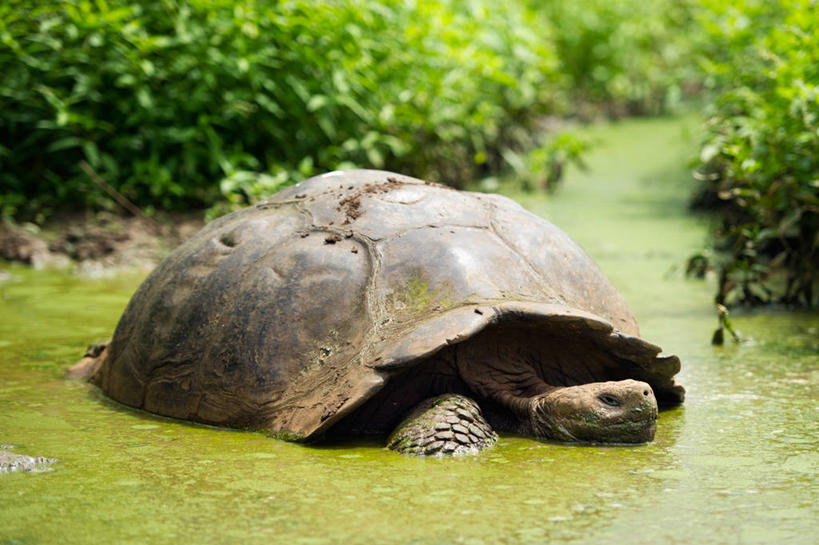 无人,横图,室外,白天,龟,野生动物,厄瓜多尔,爬行动物,池塘,苔藓,象龟,草,自然,动物,休息,健康,放松,摄影,坚定,长寿,乌龟,加拉帕戈斯群岛,圣克鲁斯岛,加拉帕戈斯象龟,陆龟,彩图