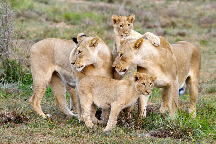 无人,公园,站,横图,室外,哺乳动物,野生动物,狮子,非洲,南非,四只,雌狮,草,自然,黄昏,动物,摄影,国家公园,凶猛,阿非利加洲,南非共和国,阿多大象国家公园,东开普省,开普省,残暴,凶残,彩图