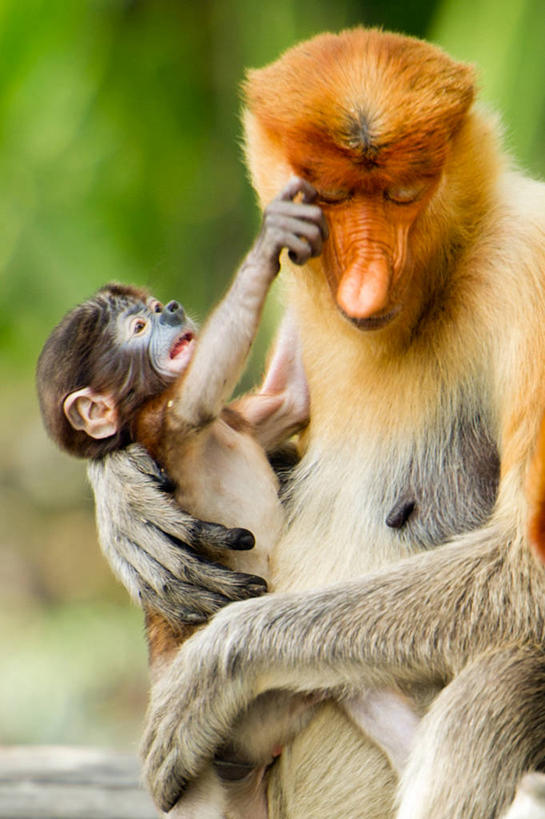 无人,竖图,室外,白天,野生动物,猴子,马来西亚,拿着,自然,动物,两只,摄影,运送,叶猴,长鼻猴,婆罗洲岛,彩图