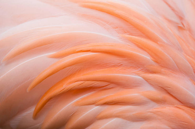 无人,横图,特写,背景,野生动物,西班牙,火烈鸟,鸟类,首都,马德里,摄影,光滑,马德里省,柔和,细腻,平滑,彩图