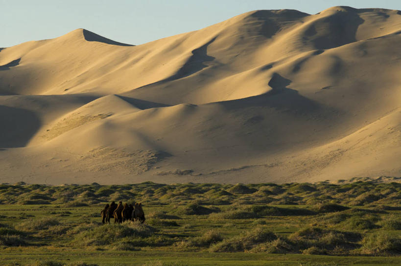 无人,横图,室外,沙漠,蒙古,亚洲,黎明,沙丘,骆驼,天空,自然,动物,家畜,摄影,五只,宁静,国家公园,驼峰,戈壁滩,双峰骆驼,彩图
