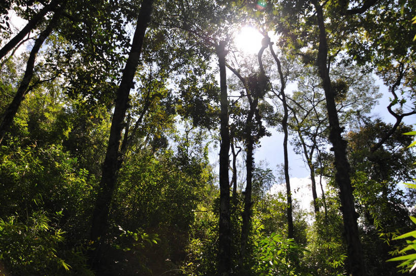 无人,横图,室外,白天,仰视,日光,巴西,树,自然,摄影,生长,宁静,米纳斯吉拉斯州,彩图,低角度拍摄,雨林