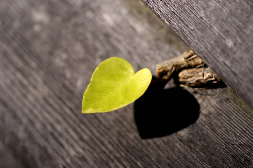 无人,横图,室外,特写,白天,叶子,英国,阴影,树皮,自然,摄影,脆弱,清新,萨里市,心型,彩图