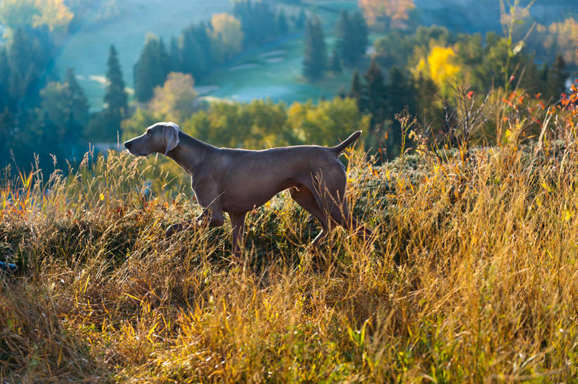 无人,站,横图,室外,白天,宠物,狗,日光,加拿大,草,自然,动物,家畜,摄影,山脊,德国魏犬,机敏,秋天,彩图