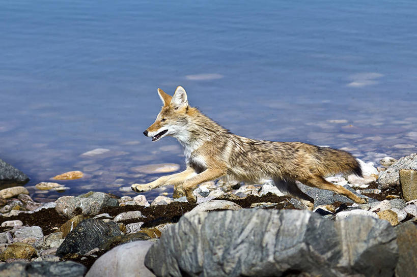 无人,跑,横图,室外,白天,狗,美国,家畜,摄影,丛林狼,犹他,盐湖,岩石,彩图