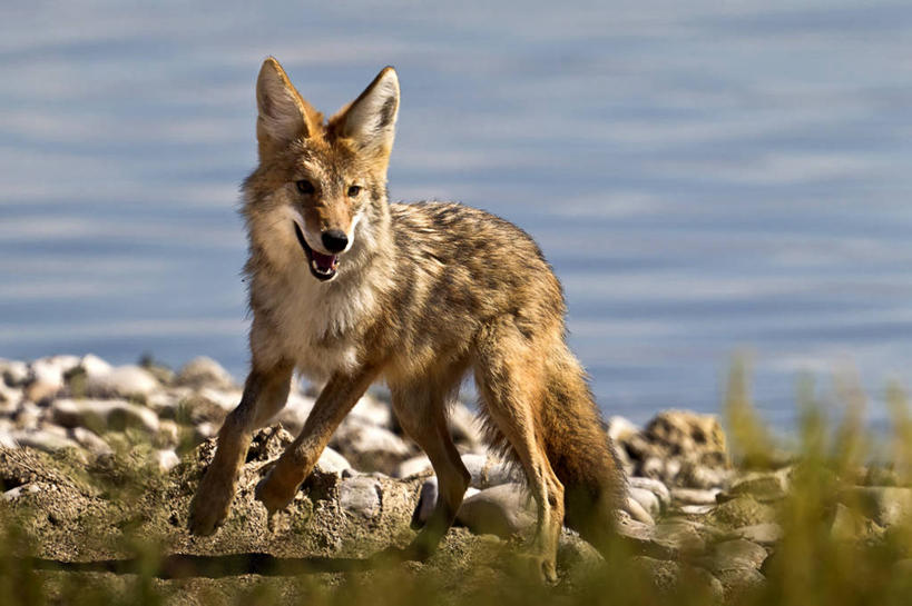 无人,跑,横图,室外,白天,狗,美国,阴影,家畜,摄影,丛林狼,犹他,大盐湖,彩图