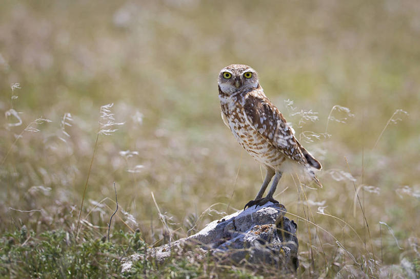 无人,站,横图,室外,白天,野生动物,美国,鸟类,草,摄影,肖像,犹他,彩图,穴居猫头鹰
