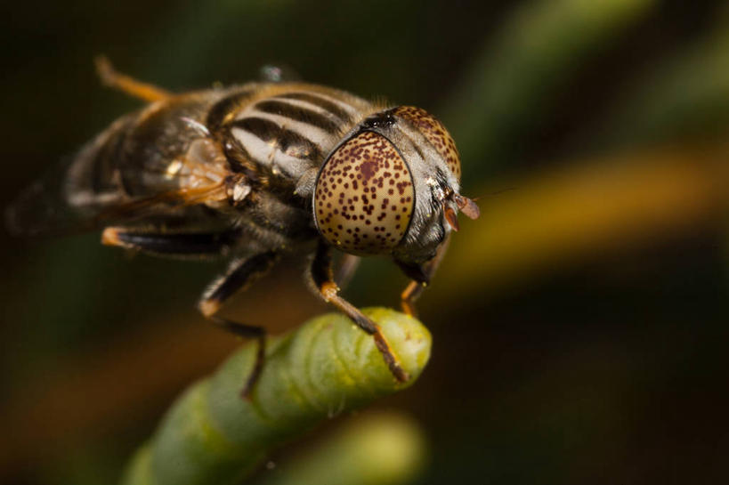 无人,坐,横图,室外,特写,白天,植物,野生动物,西班牙,昆虫,动物,摄影,益虫,伊比沙岛,彩图