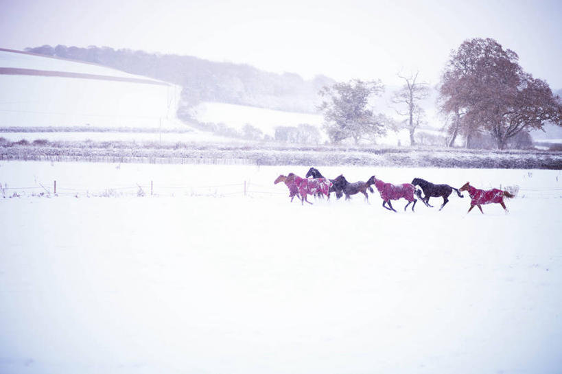 无人,跑,横图,室外,白天,雪,马,野生动物,英国,地形,冬天,下雪,寒冷,摄影,多塞特郡,彩图