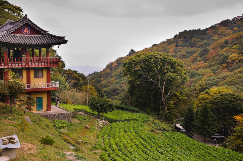 寺庙,横图,室外,白天,山,建筑,韩国,田地,宝塔,草,树,天空,自然,摄影,宗教,宗教建筑,大邱,彩图
