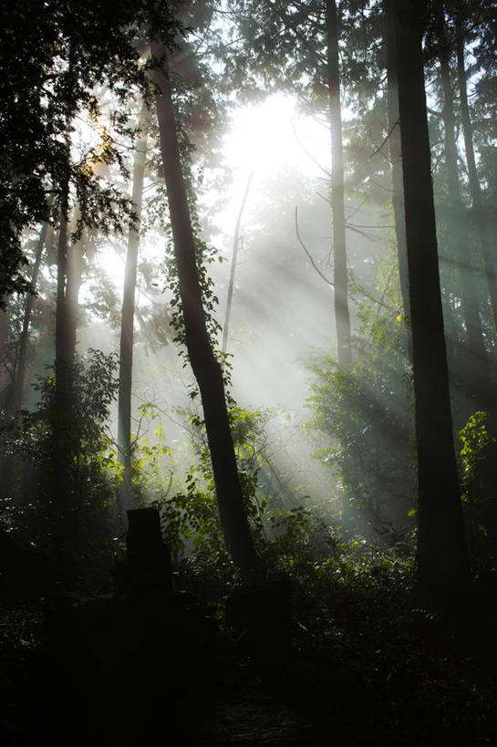 无人,竖图,室外,白天,雾,日本,树,自然,摄影,宁静,彩图,高野山