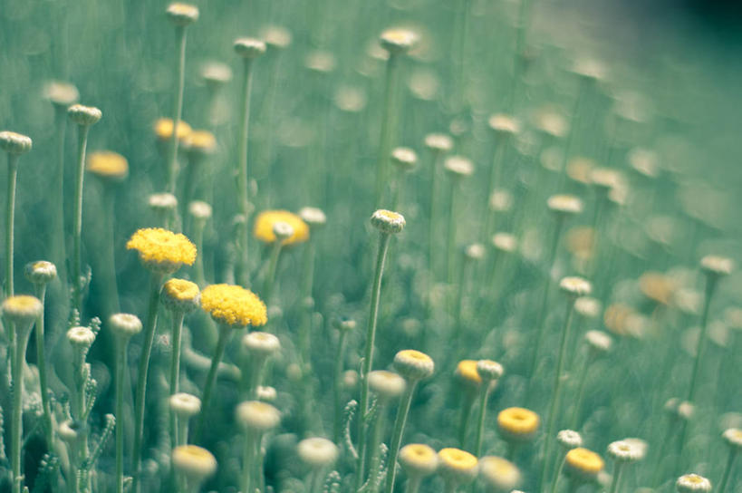 无人,横图,室外,白天,草地,美景,西班牙,许多,景观,很多,花,黄色,自然,景色,摄影,生长,清新,自然风光,哈恩,彩图